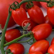 Томат Люсі Плюс F1 / Lusi Plus F1 250 насінин, індетермінантний (Hazera)