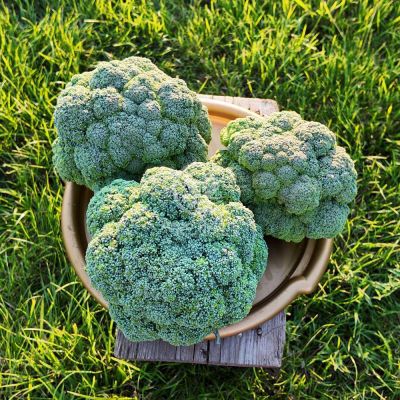 Капуста брокколи Батори F1 / Batory F1 25 семян (Syngenta)
