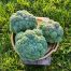 Капуста брокколи Батори F1 / Batory F1 25 семян (Syngenta)