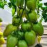 Томат КС 221 F1 / KS 221 F1 500 насінин, індетермінантний (Kitano Seeds)