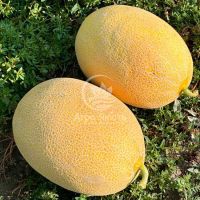 Диня М 21 F1 10 насінин (Libra Seeds)