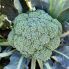 Капуста брокколи Батори F1 / Batory F1 25 семян (Syngenta)