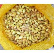 Лук севок Голиат 10 кг, 10/21 мм (Triumfus Onion Products)