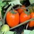 Томат Оранж Плам F1 / Orange Plum F1 20 насінин, детермінантний (Spark Seeds)