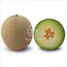 Дыня КС 7044 F1 / KS 7044 F1 100 семян (Kitano Seeds)