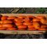 Томат Оранж Плам F1 / Orange Plum F1 20 насінин, детермінантний (Spark Seeds)