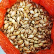 Цибуля сіянка Булат 0,5 кг, 8/16 мм (Triumfus Onion Products)