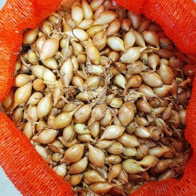 Цибуля сіянка Булат 0,5 кг, 8/16 мм (Triumfus Onion Products)