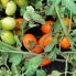 Томат Оранж Плам F1 / Orange Plum F1 20 насінин, детермінантний (Spark Seeds)