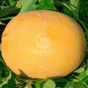 Диня М 21 F1 1000 насінин (Libra Seeds)