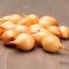 Цибуля сіянка Крусадо 0,5 кг, 10/21 мм (Triumfus Onion Products)