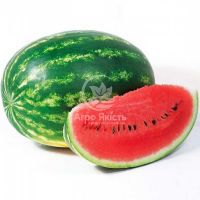 Арбуз КС 633 F1 / KS 633 F1 10 семян (Kitano Seeds)
