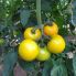 Томат Йеллоу Болл F1 / Yellow Boll F1 250 семян, индетерминантный (Spark Seeds)