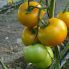 Томат Єллоу Болл F1 / Yellow Boll F1 10 насінин, індетермінантний (Spark Seeds)