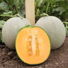 Диня Севінта F1 / Sevinta F1 10 насінин (Kitano Seeds)