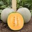Диня Севінта F1 / Sevinta F1 10 насінин (Kitano Seeds)