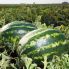 Арбуз Найси F1 / Naisy F1 100 семян (Kitano Seeds)