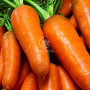 Морковь Кампино 10 г (Satimex) (Садиба Центр) 