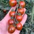 Томат Маритта F1 / Maritta F1 250 семян, индетерминантный (Spark Seeds)