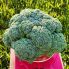 Капуста брокколи Батори F1 / Batory F1 25 семян (Syngenta)