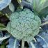 Капуста брокколи Батори F1 / Batory F1 25 семян (Syngenta)