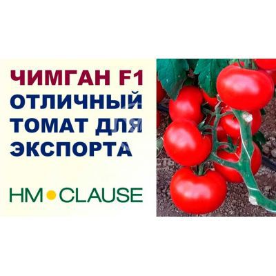 Томат індетермінантний Чимган F1 / Chimgan 250 насінин (Clause)