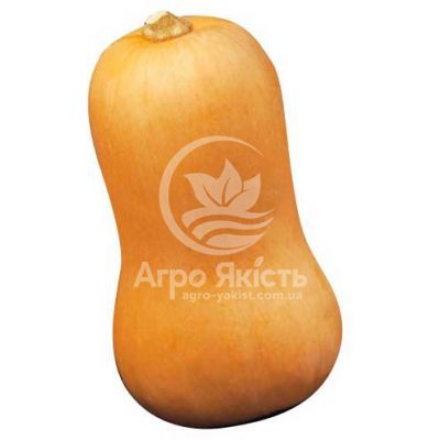 Тыква Сибель F1 1000 семян (Clause)