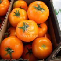Томат Йеллоу Пешен F1 / Yellow Passion F1 250 семян, индетерминантный (Spark Seeds)