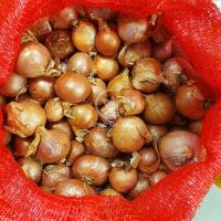 Цибуля сіянка шалот Шелія (Бістро) 0,5 кг, 22/48 мм (Triumfus Onion Products)
