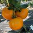 Томат Йеллоу Болл F1 / Yellow Boll F1 250 семян, индетерминантный (Spark Seeds)
