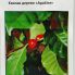 Кавове дерево Арабіка 1 грам (Hem Zaden)