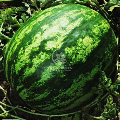 Кавун Балу F1 / Balu F1 10 насінин (Kitano Seeds)