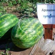 Кавун ВДЛ5003 (Арашан) F1 / VDL5003 (Arashan) F1 1000 насінин (Syngenta)