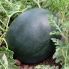 Арбуз КС 160 F1 / KS 160 F1 10 семян (Kitano Seeds)
