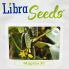 Огірок Мартін F1 / Martin F1 250 насінин, партенокарпічний (Libra Seeds)