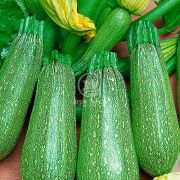 Кабачок Скворушка 10 г, кустовой (Садиба Центр)