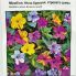Мірабіліс Нічна Красуня, строката суміш 0,5 г (Hem Zaden)