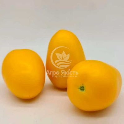 Томат КС 221 F1 / KS 221 F1 500 насінин, індетермінантний (Kitano Seeds)