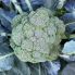 Капуста брокколи Батори F1 / Batory F1 25 семян (Syngenta)