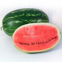 Арбуз КС 632 F1 / KS 632 F1 10 семян (Kitano Seeds)