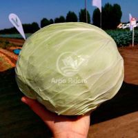 Капуста білоголова Мензанія F1 / Menzania F1 2500 насінин (Seminis)