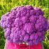 Капуста цветная Депурпл F1 / Depurple F1 1000 семян (Syngenta)