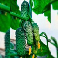 Огірок КС 45 F1 / KS 45 F1 250 насінин, партенокарпічний (Kitano Seeds)