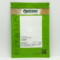 Огурец КС 507 F1 / KS 507 F1 250 семян, партенокарпический (Kitano Seeds)