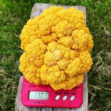 Капуста цветная Клементин F1 / Clementine F1 1000 семян (Syngenta)