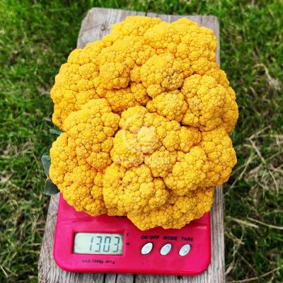 Капуста цветная Клементин F1 / Clementine F1 1000 семян (Syngenta)