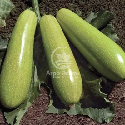 Кабачок Йокі F1 / Yoki F1 10 насінин, кущовий (Kitano Seeds)