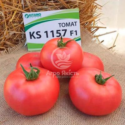 Томат КС 1157 F1 / KS 1157 F1 10 насінин, індетермінантний (Kitano Seeds)