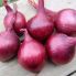 Цибуля сіянка Ред Кармен 1 кг, 10/21 мм (Triumfus Onion Products)
