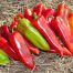 Перець Шинако F1 / Shinako F1 10 насінин, солодкий (Kitano Seeds)